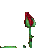 Fragrance